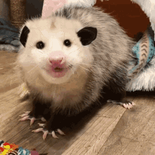 A possum eating a banana.