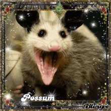 A possum eating a banana.